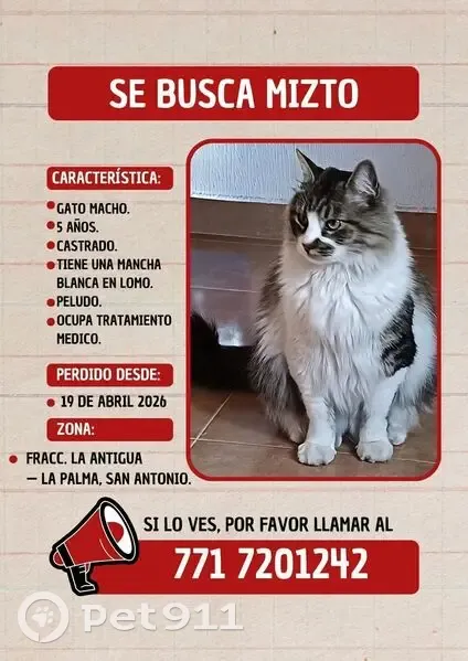 Perdido gato, Cactus, 356, Pachuca de Soto - necesita tratamiento médico - photo