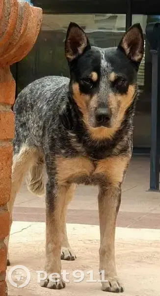 Encontrado perro macho, Camino Al Campestre, Chihuahua - photo