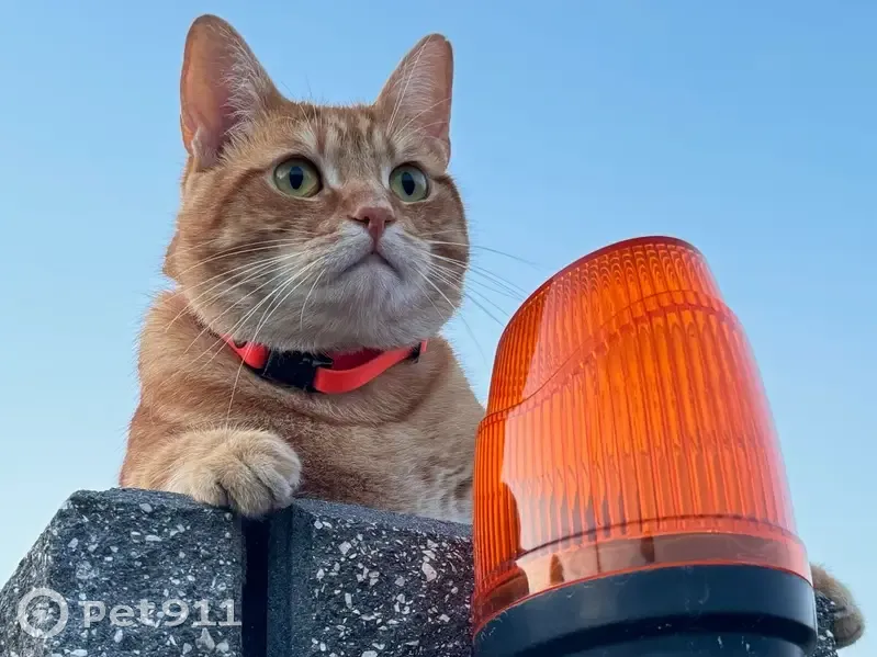 Зникла кішка, Козацька вулиця, 24/23, Гатне - рудий з помаранчевим нашийником - photo