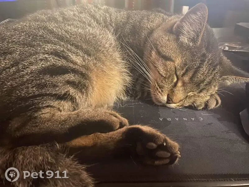Lost cat, Fond Du Lac Road, Rancho Palos Verdes - small tabby named Sir - photo