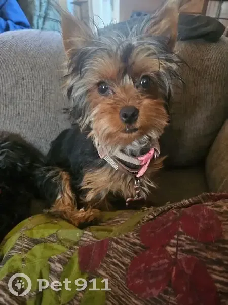 Lost dog, East Apache Boulevard, 1734, Tempe - tiny yorkie - photo