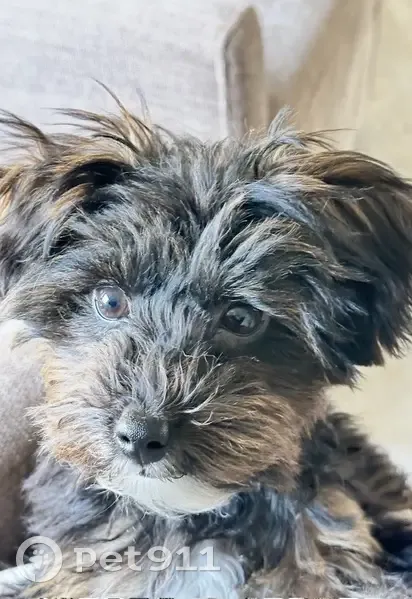 Lost male dog, Dolphin Avenue, Northfield - photo