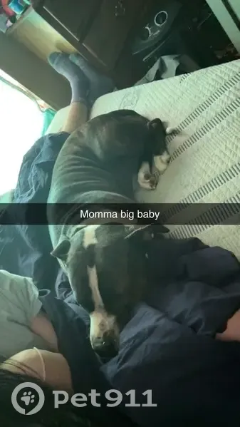 Lost dog, Wiggins, Mississippi - male American Bully XL - photo