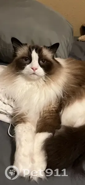 Lost male cat, Whisper Dr, Columbia, Arlington - ragdoll with black bi-color mask - photo