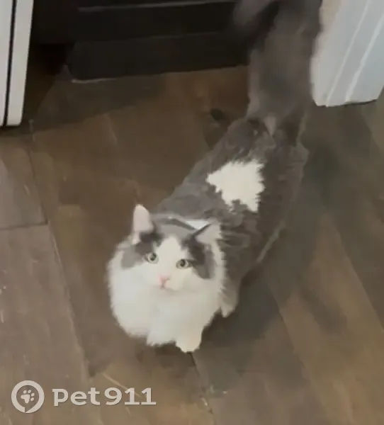 Lost cat, North Street, Ogden - grey and white male with blue collar - photo