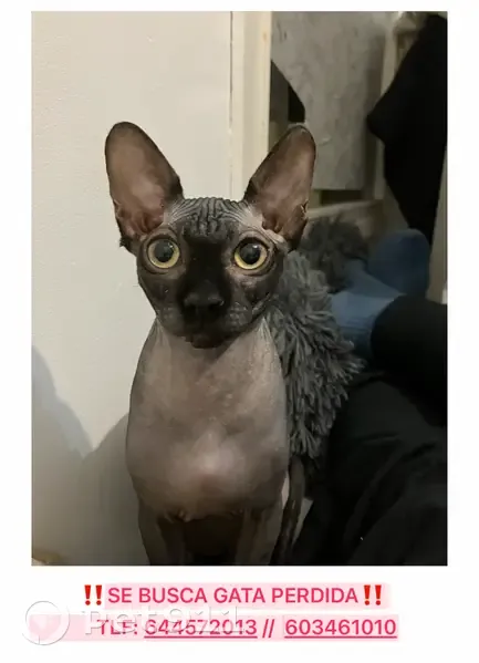 Perdido gato, Carrer Inmaculada del Pla, 3, Alacant - hembra esfinge recién operada - photo