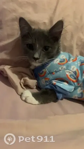 Lost male cat, Mortimer Street, 20, West Torrens, Unley - grey with white paws - photo