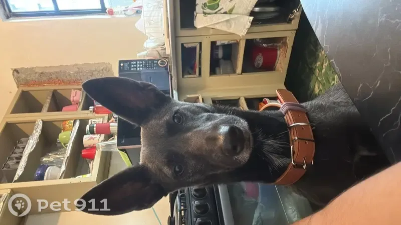 Perro perdido Hembra, Guadalupe (mxl489312) - photo