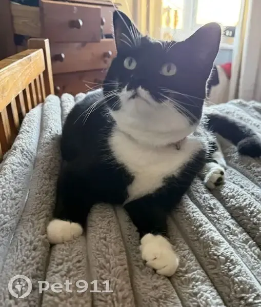 Lost cat, Balmore Close, Bolton - female named Sox - photo