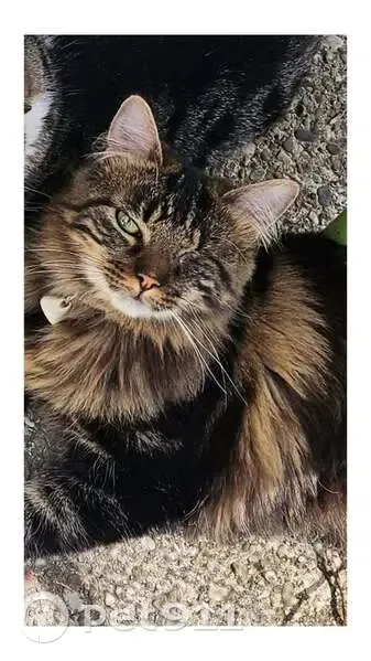 Chat perdu, Chemin du Canal du Rhône au Rhin, Dole - chatte craintive avec un seul œil - photo