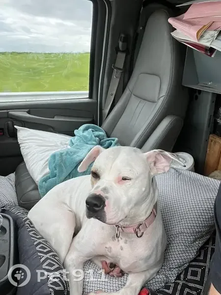 Lost dog, Oak Street, Kansas City - photo