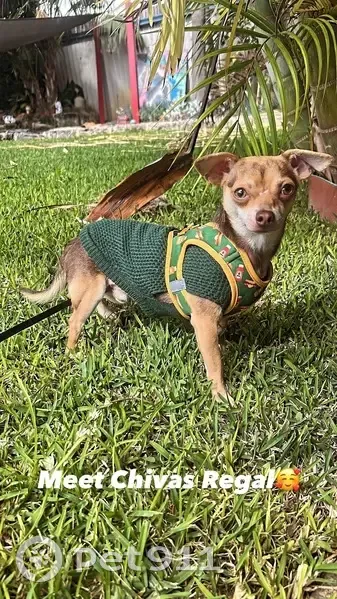 Lost dog, Murdoch Drive, 96, Rockingham - male Chihuahua - photo