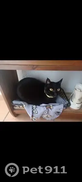 Gato perdido, Tarifa, Salamanca - color negro con ojos amarillos - photo