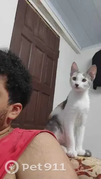 Gato desaparecido Fêmea (brl002673) - photo