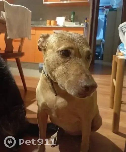 Perdido perro hembra, Avenida de Pulianas, Granada - rubia canela y gordita - photo