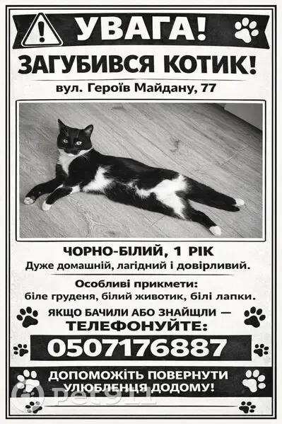 Зникла кішка, вулиця Героїв Майдану, 77, Чернівці - photo