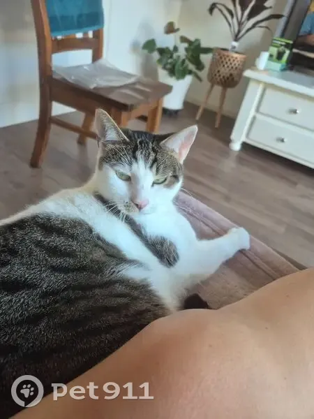 Lost cat, Scott Avenue, Marion - female, white with brindle patches - photo