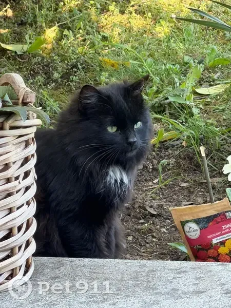 Chat trouvé, Rue de l'Abbé Pierre, Atton - angora noir avec taches blanches - photo