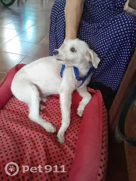 Cachorro perdido Macho (brl002674) - photo