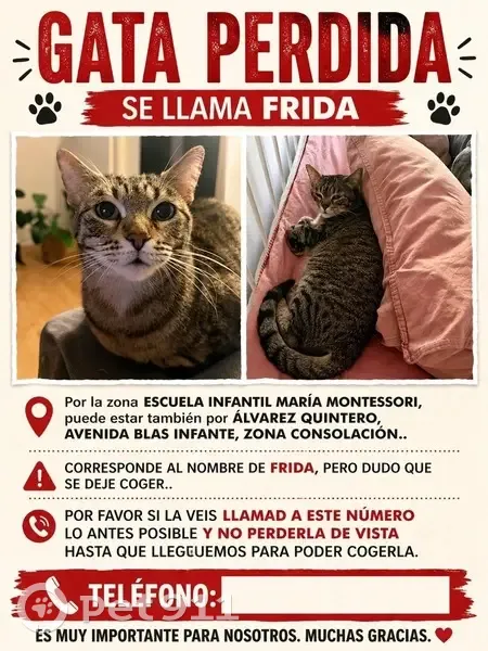 Perdido gato, Avenida del Ejército, Utrera - hembra atrigada gris oscura - photo