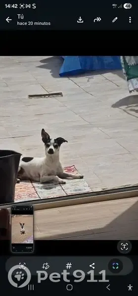 Perdido perro, Calle Granero, Algeciras - color blanco con manchas negras - photo