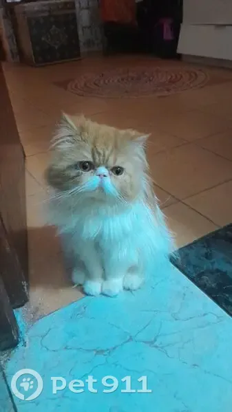 Perdido gato, Marbella, Andalucía - persa de un año, naranja y blanco - photo