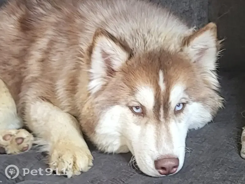 Lost female dog, Hilda Ann Drive, Swansea - blue eyes and fluffy pink collar - photo