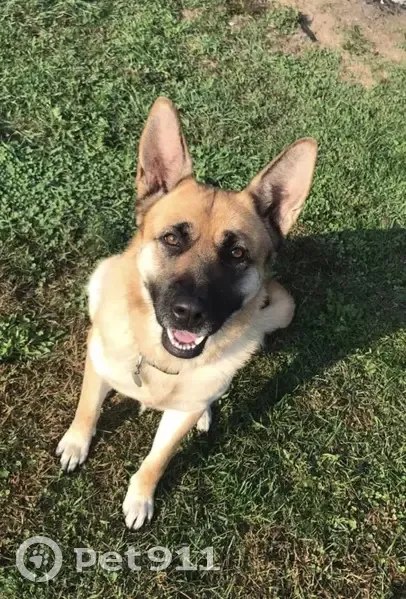 Lost female dog, Capital Avenue Northeast, Battle Creek - German Shepherd - photo