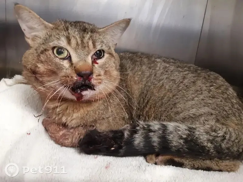Chat trouvé, Rue des Bruyères, Landavran, Lorient - mâle tigré accidenté - photo