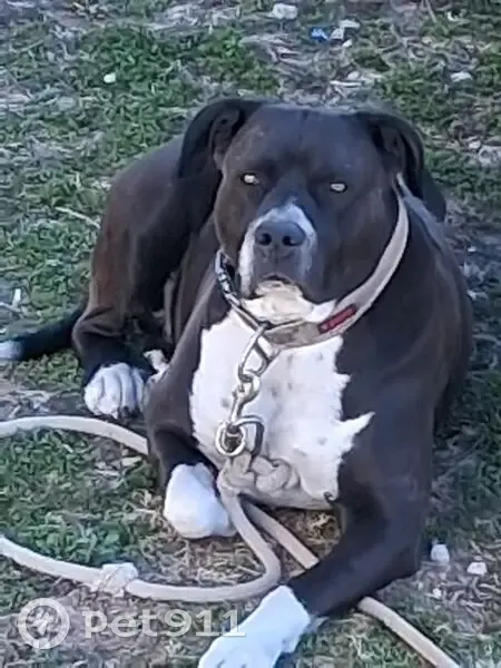 Lost male dog, Rockbridge, Missouri - black coat with white chest and camo collar - photo