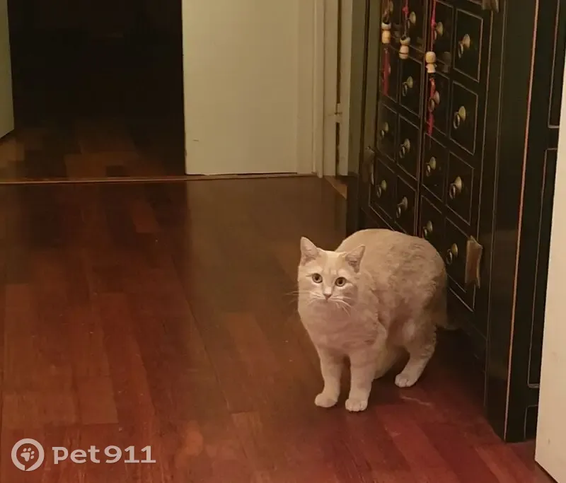 Chat perdu, Cergy - Neko, chat d'intérieur - photo
