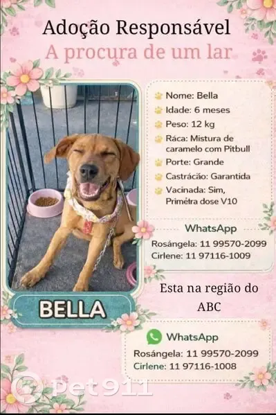 Cachorro encontrado Fêmea (brf002675) - photo