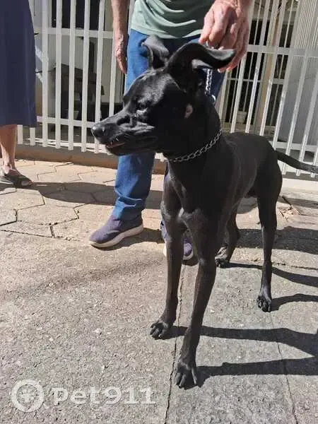 Cachorro encontrado Macho (brf002676) - photo