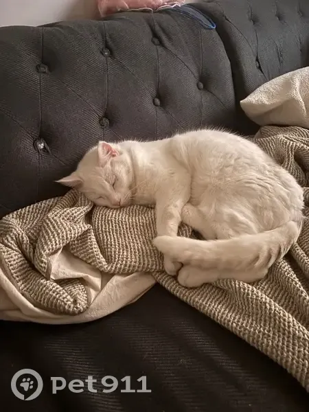 Chat perdu, Boulevard de la République, La Garenne-Colombes - Chamallow blanc avec plaie - photo