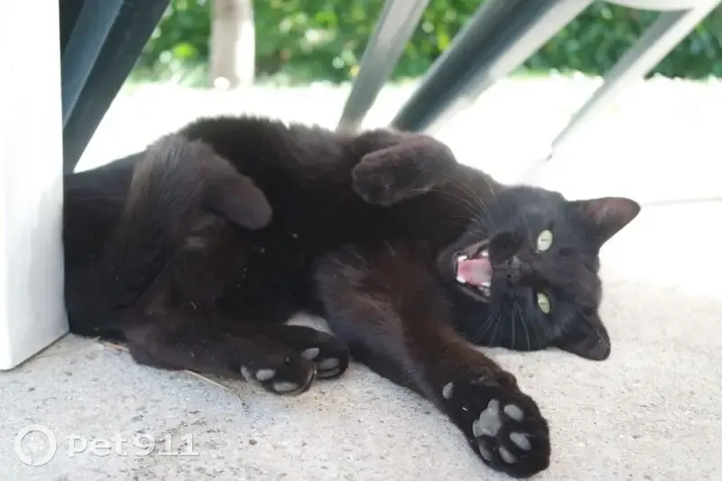 Chat perdu, Beauvoir-sur-Niort, Nouvelle-Aquitaine - mâle noir aux yeux verts - photo