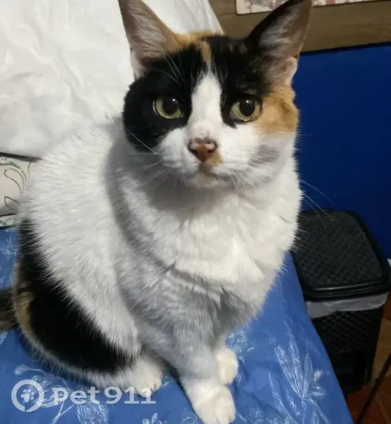 Gato desaparecido Fêmea (brl002677) - photo