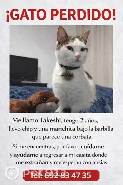 Perdido gato, Sacedón, Castilla-La Mancha - mancha tipo corbata - photo