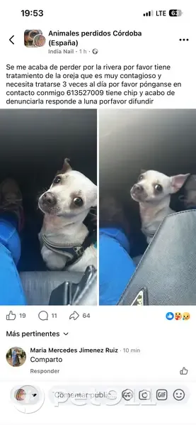 Perdido perro hembra, Calle Guadamacilero Juan Carrillo, 5, Córdoba - photo