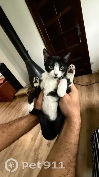 Gato desaparecido Fêmea (brl002678) - photo