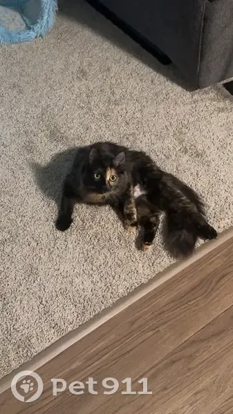 Lost cat, West Bode Circle, Hoffman Estates - female tortoise shell - photo