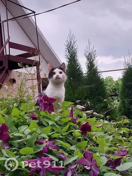 Зникла кішка, вулиця Бернарда Претвича, 25, Вінниця - чорно-біла, невелика - photo