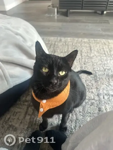 Lost male cat, Sky Park Drive, Medford - photo