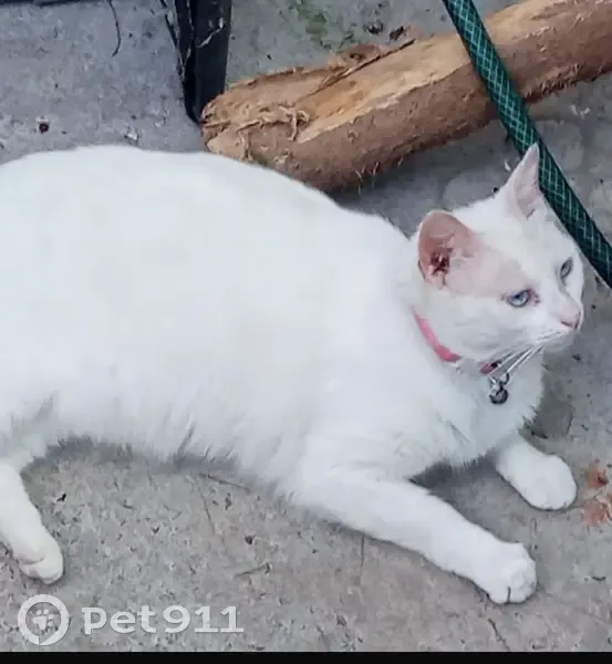 Gato perdido Hembra, Reynosa (mxl489314) - photo