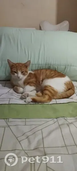 Perdido gato, Calle Aida, 253, Torrevieja - blanca y amarilla - photo