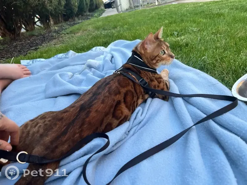 Lost cat, Daniels Road, Nazareth - Bengal male with green eyes - photo