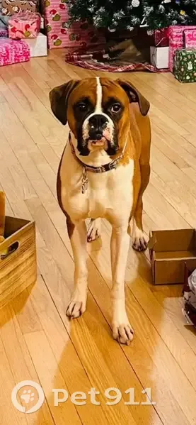 Lost dog, Montrose Street, Hartford - flashy fawn boxer - photo