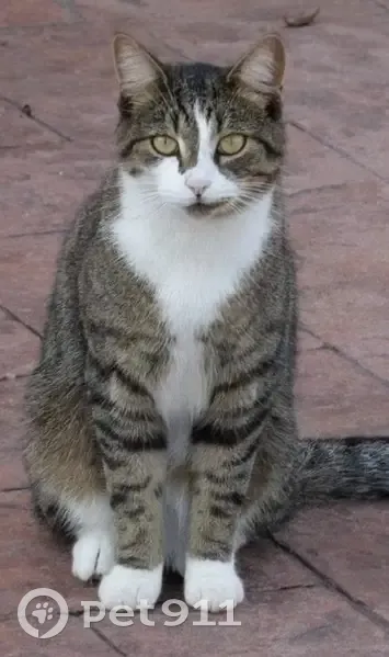 Lost male cat, Thornhill Lane, 5113, Anderson, Fort Wayne - nose bridge split in two colors - photo