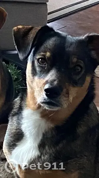 Missing dog Female, Chicago (usl535623) - photo