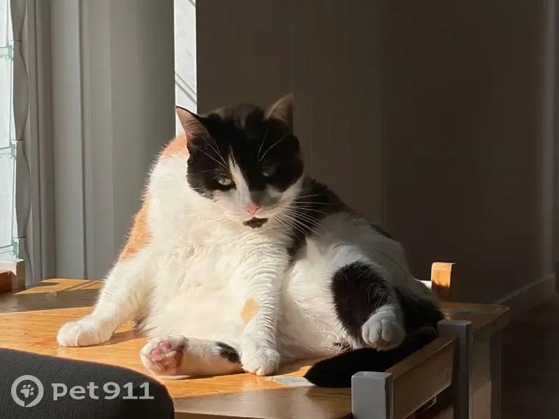 Lost cat, Auk Avenue, Gold Coast - female with distinctive black facial markings - photo