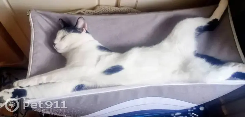 Lost male cat, Horsenden Lane South, London - mostly white with a black smudged nose - photo